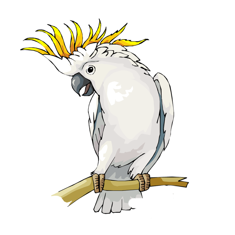 Cockatoo