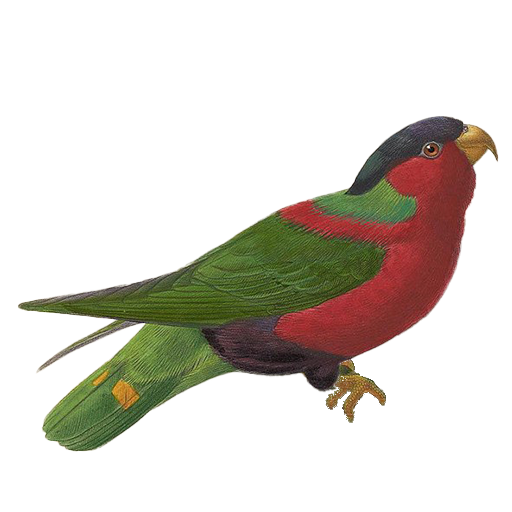 Lory